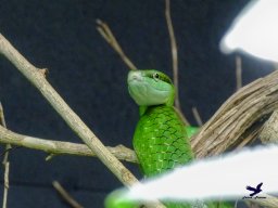 Tiergarten Schönbrunn am 27.01.2026